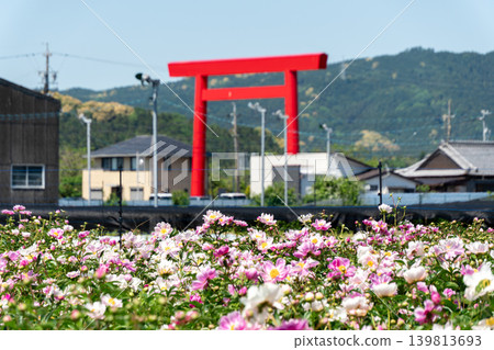 A close-up of a peony with the large torii gate of Tsubaki Grand Shrine in the background (Suzuka Peony Festival). A close-up of a peony with the large torii gate of Tsubaki Grand Shrine in the background (Suzuka Peony Festival). 139813693