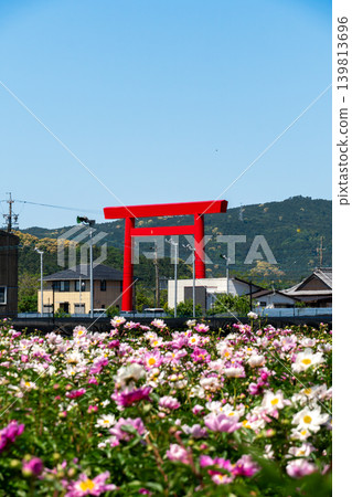 A close-up of a peony with the large torii gate of Tsubaki Grand Shrine in the background (Suzuka Peony Festival). A close-up of a peony with the large torii gate of Tsubaki Grand Shrine in the background (Suzuka Peony Festival). 139813696