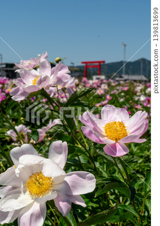 A close-up of a peony with the large torii gate of Tsubaki Grand Shrine in the background (Suzuka Peony Festival). A close-up of a peony with the large torii gate of Tsubaki Grand Shrine in the background (Suzuka Peony Festival). 139813699