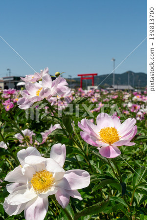A close-up of a peony with the large torii gate of Tsubaki Grand Shrine in the background (Suzuka Peony Festival). A close-up of a peony with the large torii gate of Tsubaki Grand Shrine in the background (Suzuka Peony Festival). 139813700