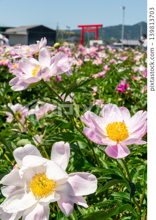 A close-up of a peony with the large torii gate of Tsubaki Grand Shrine in the background (Suzuka Peony Festival). 139813703
