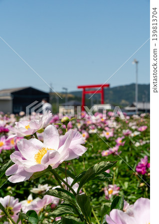 特寫鏡頭下的牡丹花，背景是椿神社的大鳥居（鈴鹿牡丹節）。 139813704