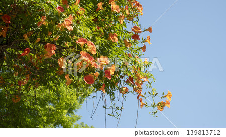 trumpet vine 139813712