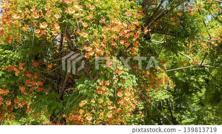trumpet vine trumpet vine 139813719