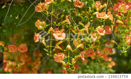 trumpet vine trumpet vine 139813759