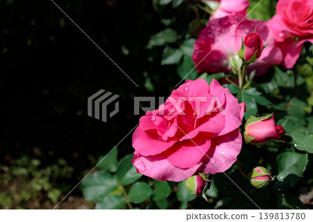 Colorful roses that heal the hearts of many people Colorful roses that heal the hearts of many people 139813780