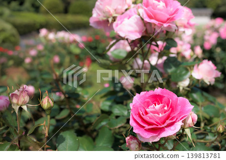 Colorful roses that heal the hearts of many people Colorful roses that heal the hearts of many people 139813781
