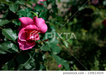 Colorful roses that heal the hearts of many people Colorful roses that heal the hearts of many people 139813834