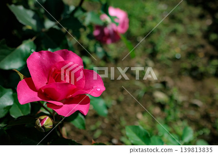 Colorful roses that heal the hearts of many people Colorful roses that heal the hearts of many people 139813835