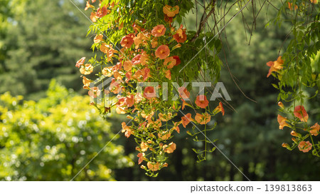 trumpet vine trumpet vine 139813863