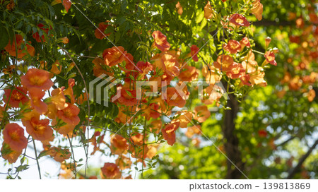 trumpet vine trumpet vine 139813869