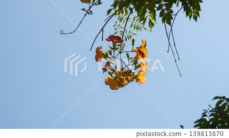 trumpet vine trumpet vine 139813870