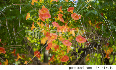 trumpet vine trumpet vine 139813910