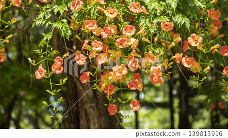 trumpet vine 139813916
