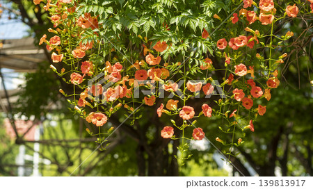 trumpet vine 139813917
