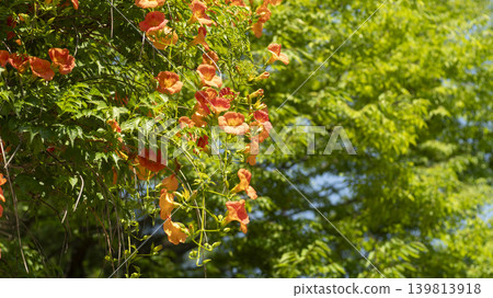 trumpet vine 139813918