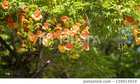 trumpet vine 139813919