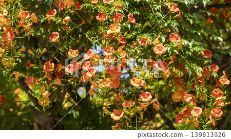 trumpet vine trumpet vine 139813926