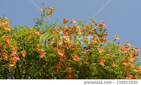 trumpet vine 139813930