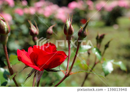 Colorful roses that heal the hearts of many people Colorful roses that heal the hearts of many people 139813948