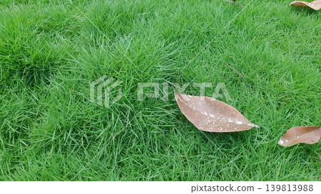 Dry leaves on japanese green grass for nature background 139813988