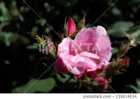Colorful roses that heal the hearts of many people Colorful roses that heal the hearts of many people 139814014