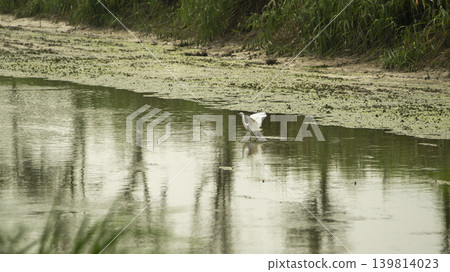 egret egret 139814023
