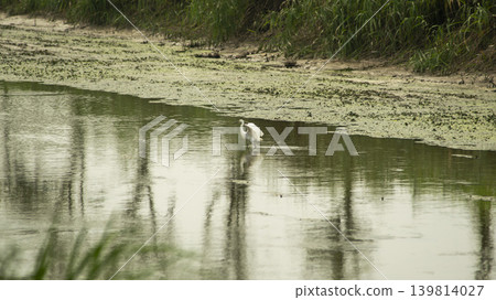 egret egret 139814027