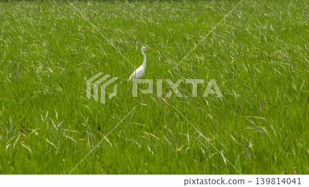 egret egret 139814041