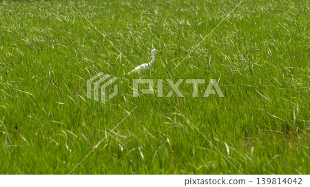 egret egret 139814042