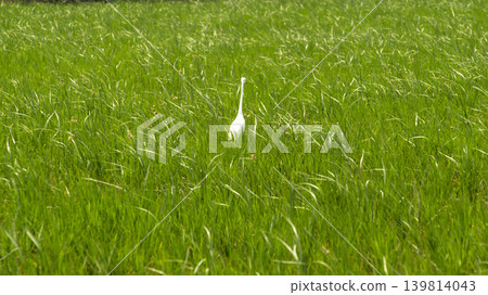 egret egret 139814043