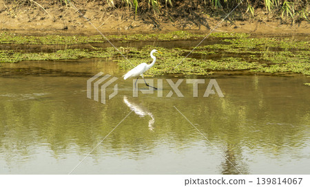 egret egret 139814067