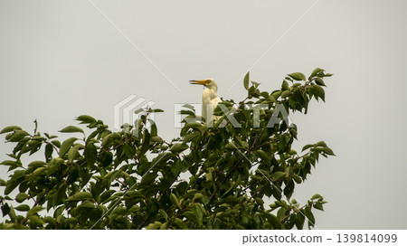 egret egret 139814099