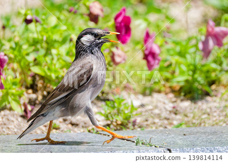 Starlings walking along the edge of a flowerbed Starlings walking along the edge of a flowerbed 139814114