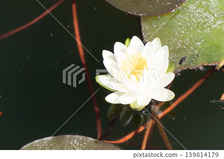 蓮花特寫,背景是水。 蓮花特寫,背景是水。 139814179