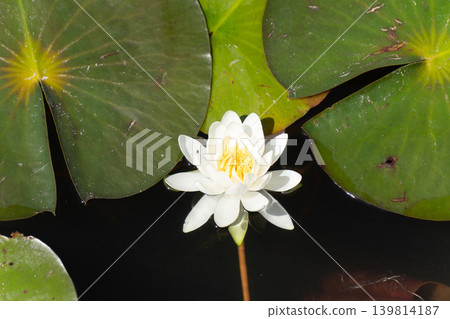 蓮花特寫，背景是水。 139814187