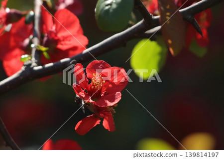 Red blurred flowers 139814197