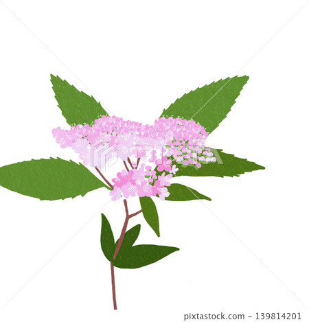 手繪花卉插圖:繡線菊 手繪花卉插圖:繡線菊 139814201