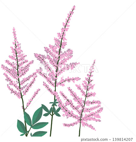 手繪花卉插圖：落新婦 139814207