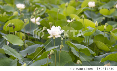 lotus flower lotus flower 139814230