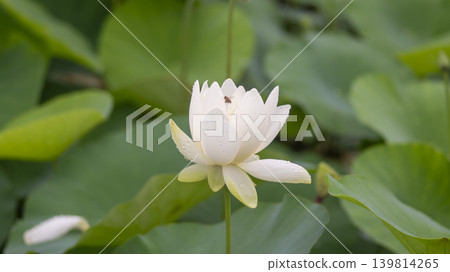 lotus flower lotus flower 139814265
