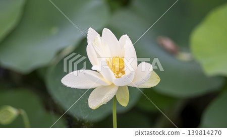 lotus flower lotus flower 139814270