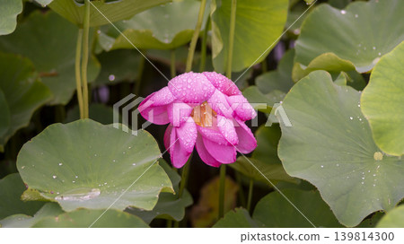 lotus flower lotus flower 139814300