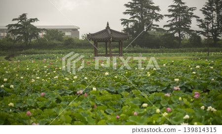 lotus flower lotus flower 139814315