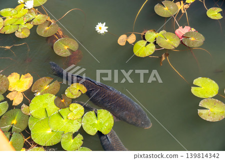 蓮花盛開,鯉魚在池塘中游弋。 蓮花盛開,鯉魚在池塘中游弋。 139814342