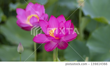 lotus flower lotus flower 139814366