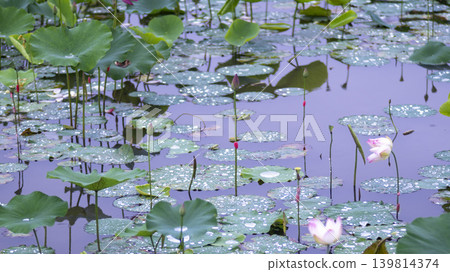 lotus flower 139814374