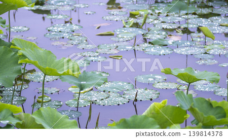 lotus flower lotus flower 139814378