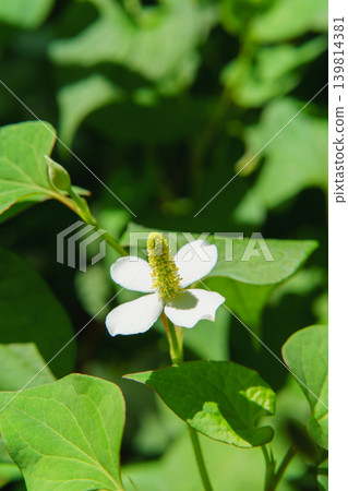 houttuynia cordata, chameleon plant, bloom 139814381