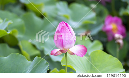lotus flower lotus flower 139814390